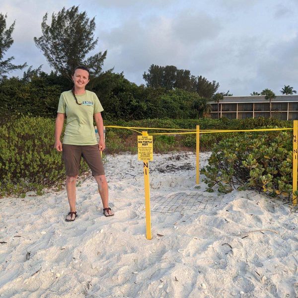 canaveral national seashore sea turtle nesting